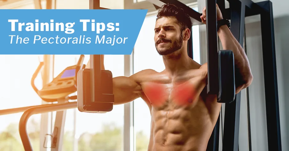 Training Tips: The Pectoralis Major