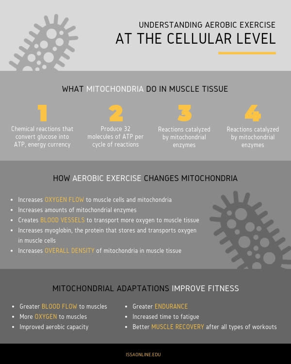Understanding Aerobic Exercise at the Cellular Level